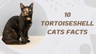 10 Tortoiseshell Cats Facts [upl. by Rasmussen]