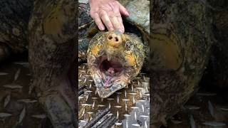 Alligator Snapping Turtle Captures with FWC [upl. by Suirtemed108]