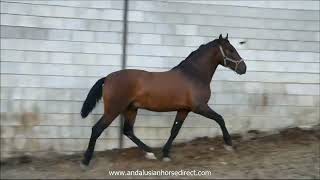 Altanero 20240419 wwwandalusianhorsedirectcom [upl. by Clotilda]