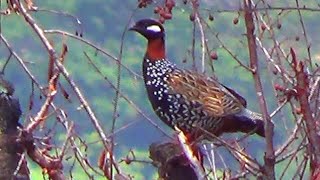 Black Francolin Male Bird  3 [upl. by Rednav]