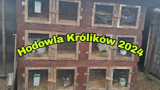 HODOWLA KRÓLIKÓW 2024 [upl. by Nosniv]