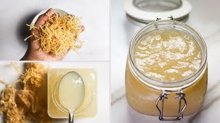 Prepare SEA MOSS GEL 2 Different Ways  Genus Gracilaria [upl. by Naleag]