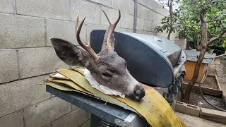 barbacoa de venado  estilohidalgo [upl. by Eniamrahc]