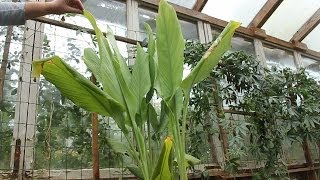 Homegrown Organic Turmeric amp Ginger Harvest Curcuma bio maison la récolte Cúrcuma orgánica [upl. by Brad54]