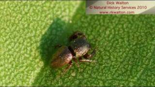 Sassacus cyaneus beetle mimic  Jumping spider [upl. by Llenna402]