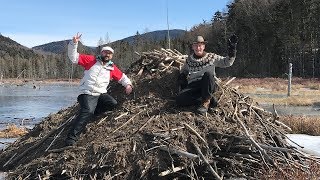 The Adirondack Giant Beaver Is Curiously Adirondack [upl. by Eidnew]