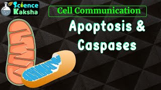 APOPTOSIS AND BASICS OF CASPASES in Hindi CSIR NET lifescience [upl. by Allison885]