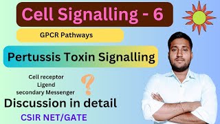 pertussis toxin signalling pathway  pertussis toxin pathway  pertussis toxin mechanism g protein [upl. by Manuela]