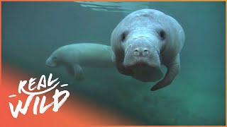 Is It Too Late For The Manatees Wildlife Documentary  The Blue Realm  Real Wild [upl. by Eldoria]