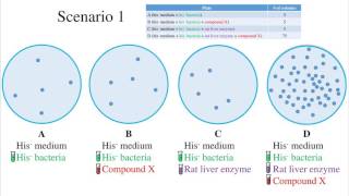 Ames Test for Mutagenicity Abridged [upl. by Entwistle]