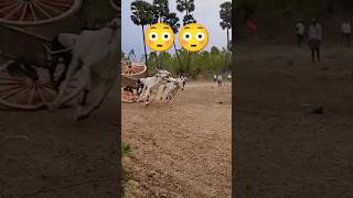 Bull race stunt 😳🤞🔥🔥  Bull Race  Andhra Pradesh  India trending reels shorts viralvideo [upl. by Llerud]