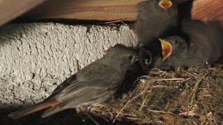 European black redstart family [upl. by Shepperd758]