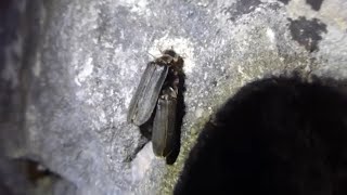 Glow Worms Mating  Lampyris noctiluca [upl. by Francklin]