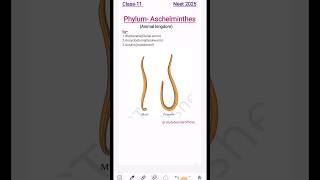 phylum Aschelminthes🪱Animal kingdomshorts neet [upl. by Nylessej542]