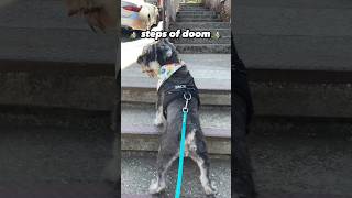 Funny Schnauzer Learns to Use Stairs [upl. by Morlee]