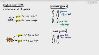 1611 Intro to Dihybrid Inheritance Linked amp Unlinked Genes Cambridge AS A Level Biology 9700 [upl. by Oirevlis255]