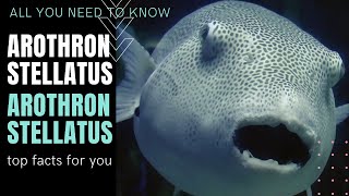 Arothron stellatus 🐟 Stellate puffer facts 🐠 Starry puffer 🐠 Starry pufferfish 🐠 Starry toadfish [upl. by Messere]