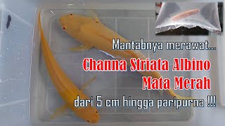 Mantabnya merawat CHANNA STRIATA ALBINO MATA MERAH  dari panjang 5 cm sd paripurna [upl. by Newnorb246]