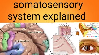 somatosensory systemphysiology lecture 11 [upl. by Eisen285]