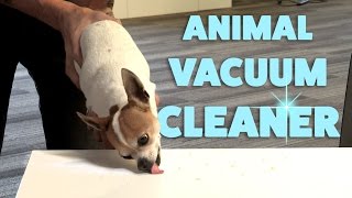 Chihuahua Vacuum Cleaner Infomercial [upl. by Amleht]