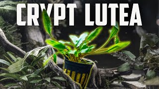 How to Care for Cryptocoryne Lutea  Easy Low Light Crypt for Beginners [upl. by Weissberg]