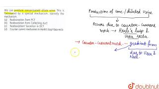 We can produce concentrated Dilute urine This is facilitated by a special mechanism [upl. by Ebbie]