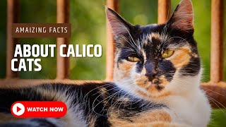 Amazing Facts About Calico Cats  Calico Cat [upl. by Lynett]