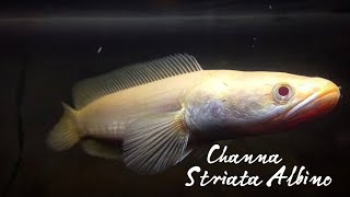 Channa Striata Albino [upl. by Jodoin]