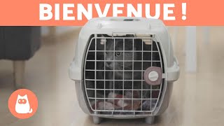 ACCUEILLIR UN CHATON 🐱 🏠 Combien de temps lui fautil pour sadapter [upl. by Euqilegna]