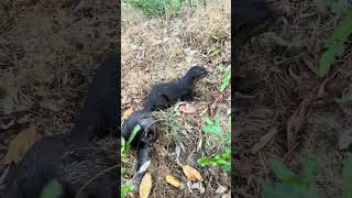 Releasing Mullet Fish Into The Otter Habitat [upl. by Lorens]