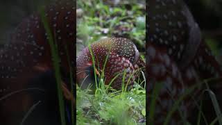 Temmincks tragopan  Wild birds channel birds facts wildanimals [upl. by Culhert]