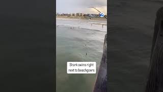 Shark swims right next to beachgoers [upl. by Atsugua]