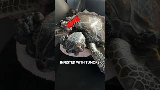 Sea Turtles INFESTED With Tumors 😱 [upl. by Essex]