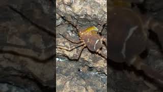 ornate harvestman bugs creepybugs harvestmen [upl. by Oluap]