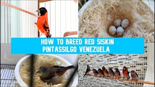 Pintassilgo da Venezuela Reprodução  How to breed Red Siskin [upl. by Gussie]