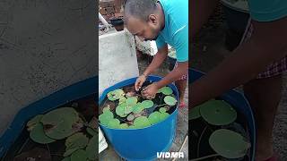 Doston Hornwort Plant free mein mil Gaya mujhe HornWort fish fighter [upl. by Asila958]