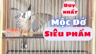 193 Siêu Phẩm Mộc Dở Tố Chất Gột Dàn Chim Chào Mào Vip Gốc Cao Bằng [upl. by Araj267]