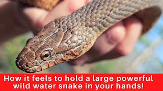 Best known to bite vigorously when handled Northern Water Snake Nerodia sipedon [upl. by Dasya]