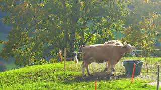 Erlenbach im Simmental  Hinterstockensee amp Oberstockensee [upl. by Roselin]