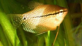 My Pearl Gourami  Mosaikfadenfische 11 [upl. by Yoc]