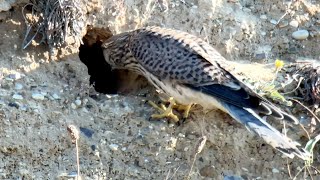 Heartstopping Moment Kestrel Almost PREDATES Beeeater Chick  Norfolk Bee Eaters [upl. by Gifferd]