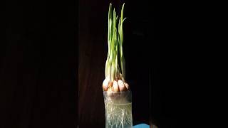 Growing Garlic time lapse plants shorts timelapse [upl. by Arihsaj911]