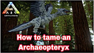 Archaeopteryx Taming with Pelagornis Kibble Ark Mobile [upl. by Ggerc]