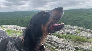 Coonhound Howling on a Mountain [upl. by Nesbitt]