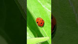 Божья Коровка лат Coccinellidae 🐞 Ladybird [upl. by Albin402]