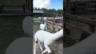 Alpaki i dzik alpakitotu wojtkowyje alpaca funnyvideos [upl. by Hephzipah647]