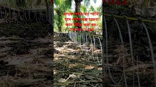 waterhen dahuk bird trapruak ruak bird trap handingkalim bird trap handingdahukpakhishorts [upl. by Eirased]