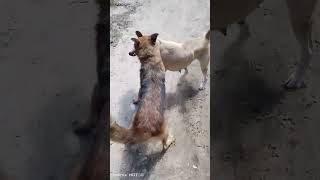 part 2Dog fighting to deathGerman shepherd vs local dog [upl. by Conni]