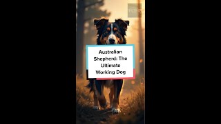 The Australian Shepherd [upl. by Ruff]