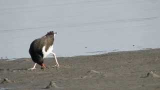 American Oystercatcher finds a clam N Siesta Key bridge [upl. by Aracaj]